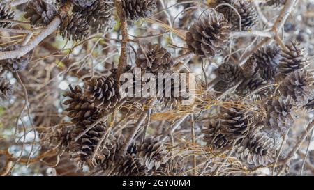 Coni su rami di pino essiccato. Primo piano. Foto Stock