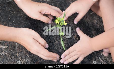 Mano del capretto piccolo e genitore che pianta l'albero crescente in suolo su giardino insieme. Bambino e madre pianta albero giovane a mano in mattina. Ambientatori forestali Foto Stock