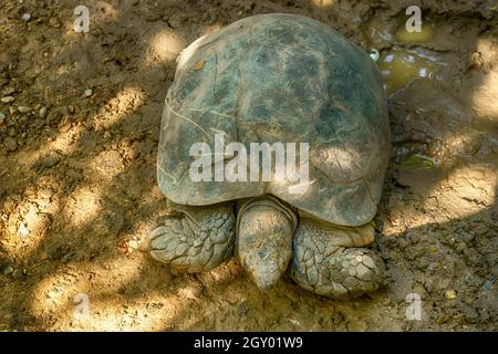 Birmano Tartaruga nera sul suolo della foresta. Foto Stock