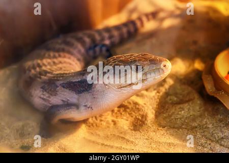 Blu-tongued skink vivono sulla sabbia nel deserto semi foresta. Foto Stock