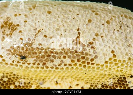 Nido di api florea consiste in un embrione, adulto e di acqua dolce. Apis florea nana o il miele delle api, è una delle due specie di piccoli. Foto Stock