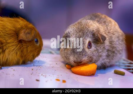 La cavia o domestico cavia, noto anche come cavy. Esso sulla gabbia. Foto Stock