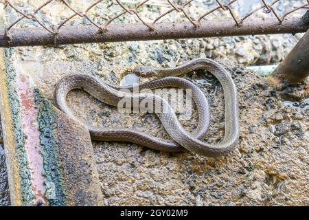 Oriental biacco nel recinto home. Foto Stock