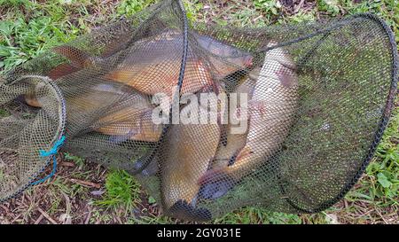 Pescato sulla riva in una gabbia da pesca. Pesca trappola con pesce in esso Foto Stock