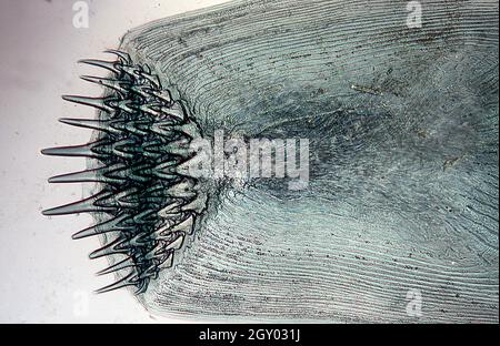 Scala di pesce con spin spinoso sotto il microscopio 100x Foto Stock