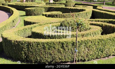 Recinzioni di verde cespuglio nel parco della città. Giardinaggio naturale. Bella vista sul giardino ben tenuto. Paesaggistica in estate Foto Stock