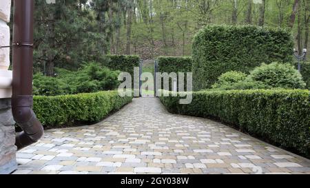 Recinzioni di verde cespuglio nel parco della città. Giardinaggio naturale. Bella vista sul giardino ben tenuto. Paesaggistica in estate Foto Stock