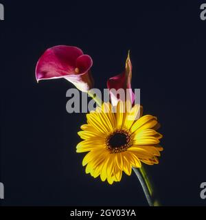 Giglio calla comune, Jack nel pulpito, calla del fiorista, giglio Egizio, Arum Lily (spec. Zantedeschia), giglio Calla e Gerbera in un mazzo Foto Stock