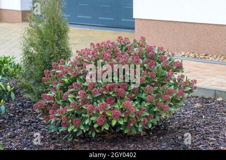 Skimmia giapponese (Skimmia japonica 'Rubella', Skimmia japonica Rubella), cultivar Rubella in bud, Germania Foto Stock