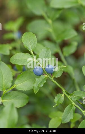 Mirtillo nano, mirtillo, mirtillo, mirtillo, mirtillo basso (Vaccinium myrtillus), mirtilli in una filiale, Germania Foto Stock
