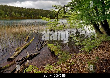 Lago Roofen, riserva naturale Stechlin, Germania, Brandeburgo, Menz Foto Stock