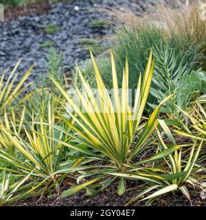 Ago di Adamo, Yucca a foglia debole (Yucca filamentosa 'Bright Edge', Yucca filamentosa Bright Edge), cultivar Bright Edge, Germania Foto Stock