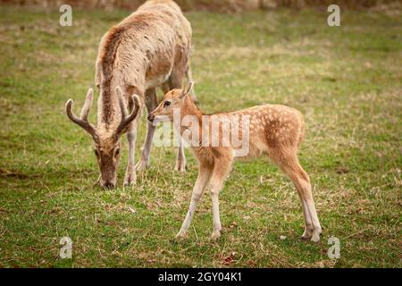 Pegno di cervo rosso sul pascolo Foto Stock