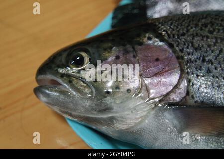 Chiocciatura di pesce con una pelle grigia o grigia e argentata lucida, isolata su sfondo blu. Pesce pelle texture motivo sfondo. Foto Stock