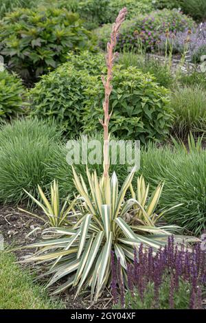 Ago di Adamo, yucca a foglie deboli (Yucca flaccida 'Golden Sword', Yucca flaccida Golden Sword), cultivar Golden Sword Foto Stock