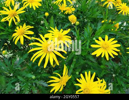 Primo piano di fiori gialli Euryops chrysanthemoides. Foto Stock