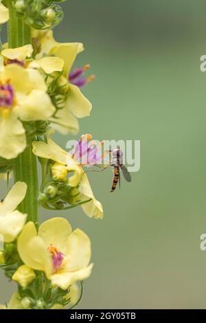 Mullein nero (Verbascum nigrum), con hoverfly, Episyrphus balteatus, Germania Foto Stock