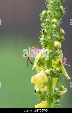 Mullein nero (Verbascum nigrum), con hoverfly, Episyrphus balteatus, Germania Foto Stock