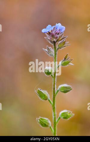 Campo "non ti scordar di me", ruvida dimenticare-me-non (Myosotis arvense), infiorescenza, Germania Foto Stock