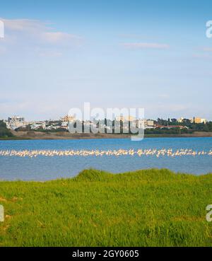 Fenicotteri su un lago. Larnaca città sullo sfondo. Cipro Foto Stock