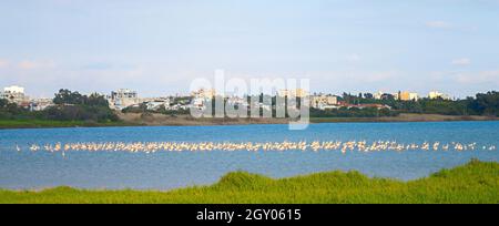 Fenicotteri su un lago. Larnaca città sullo sfondo. Cipro Foto Stock