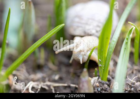Una lumaca romana cerca cibo sul letto con alcune erbacce in giardino Foto Stock