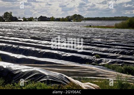 Asparagi da giardino, asparagi Gras, asparagi selvatici (asparagi officinalis), campo di asparagi coperto di pellicola nera per la prima raccolta, Germania, Foto Stock