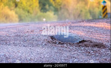 La tartaruga che si aggrappa mette le uova in un nido Foto Stock