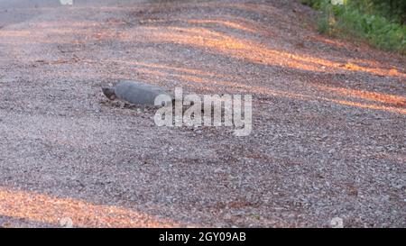 La tartaruga che si aggrappa mette le uova in un nido Foto Stock