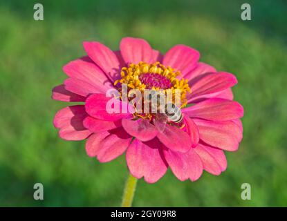 Primo piano dettaglio di un'ape di miele api raccolta polline da stame su giallo e rosa dahlia fiore in giardino Foto Stock