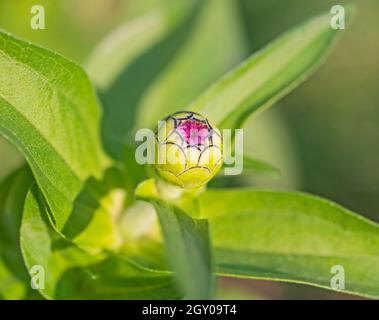 Primo piano particolare di fiore viola germoglio con foglie verdi che fioriscono in giardino durante la primavera Foto Stock