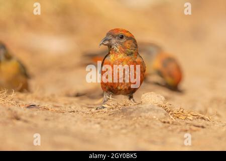 Red Crossbill, Loxia curvirostra, Parco Nazionale di Singhalila, Bengala Occidentale, India Foto Stock