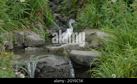 SLIMBRIDGE, AGOSTO 2009 SOUTH AMERICAN COMB DUCK PIC MIKE WALKER Foto Stock