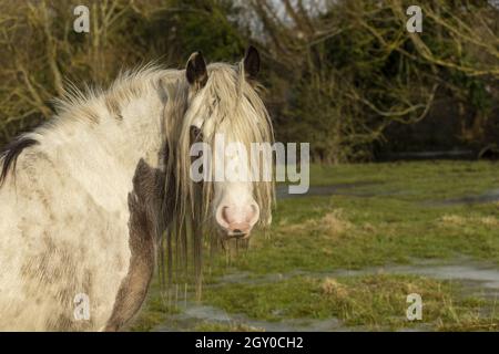 Gypsy Vanner Vaner Draft Horse Port Meadow Oxford Inghilterra Foto Stock