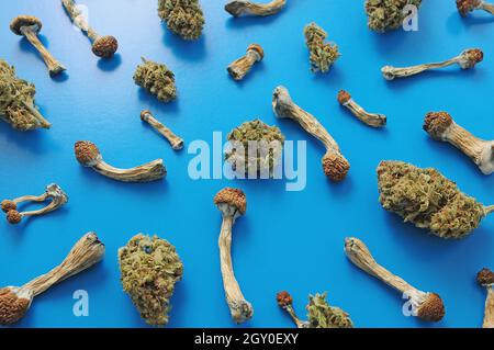 Concetto di microdosaggio. Modello di funghi psilocibin e boccioli di marijuana su sfondo blu. Viaggio psichedelico, concetto di convalida. Foto Stock