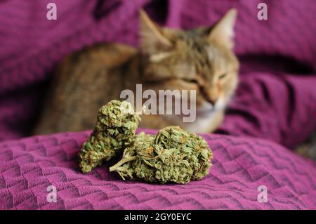 Le gemme di marijuana closeup e un gatto. Cannabis medicinale su sfondo viola. Passatempo ricreativo, terapeuta per animali domestici. Uso medico, concetto di legalizzazione. Foto Stock