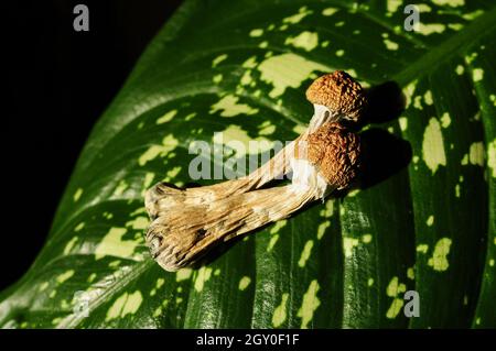 Funghi psilocibinici secchi su foglia verde, fondo nero. Maestro d'oro dei funghi magici psichedelici. Medicina alternativa. Concetto di microdosaggio. Foto Stock