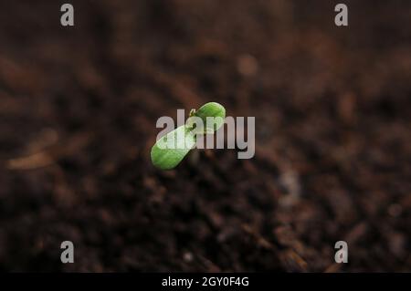 La cannabis germogliava da vicino isolato in background. Giovane marijuana fresca. La canapa del bambino con le foglie piccole cresce in terra di cocco, la disposizione piatta. Microfono Foto Stock