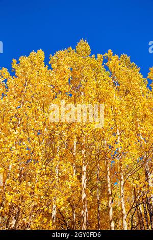 Gruppo di alberi di aspen giallo dorato della stagione autunnale Foto Stock