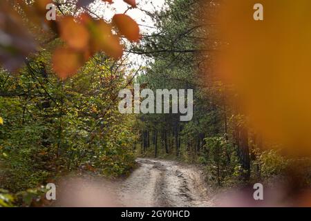 Pineta strada vuota. L'inizio dell'autunno, alberi verdi e gialli. Foresta mista con conifere. Bel paesaggio con pini alti, deciduo tr Foto Stock