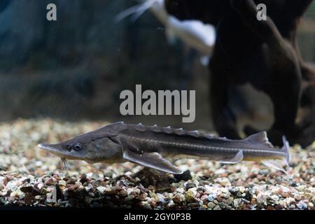 Una foto subacquea di uno storione russo. Il pesce nuota nell'acquario vicino al giorno delle pietre e dei ciottoli. Foto Stock