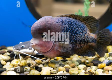 Cichlazoma arcobaleno o Vieja synspilum Cichlasoma sensillum pesce nuota nell'acquario. Foto Stock