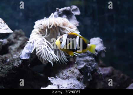 Anemone pesce - Anfiprion akallopisos, nuoto in un grande acquario sullo sfondo di scogliere e coralli Foto Stock