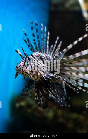 Pesce rosso leone Pterois volitans acquario pesce, un velenoso pesce barriera corallina Foto Stock