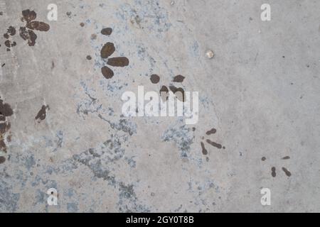 Primo piano di alcune tracce di un piccione dopo aver salito su un pavimento in cemento e formano una diagonale nell'immagine Foto Stock