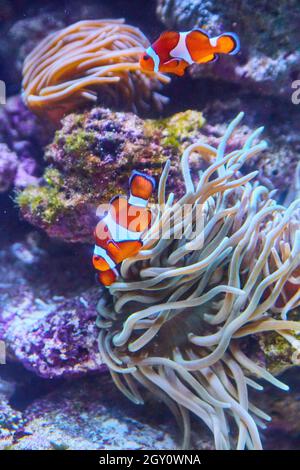 Pesce pagliaccio arancione e bianco strippato in acquario Foto Stock