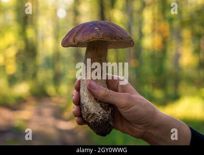 funghi porcini commestibili in mano umana su sfondo forestale Foto Stock