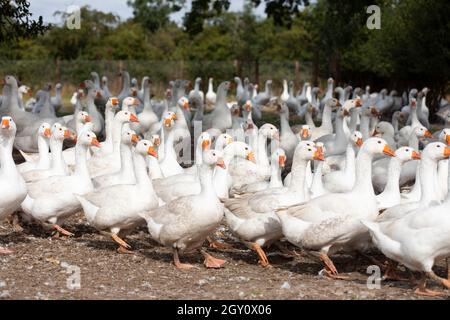 Oche che vagano su una fattoria in Warwickshire, Regno Unito. Sono allevati per il mercato di Natale. Foto Stock