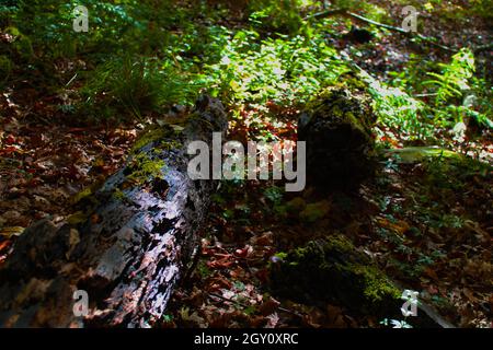 Questa immagine mostra un albero morto e marcio tra foglie e muschio e felci Foto Stock