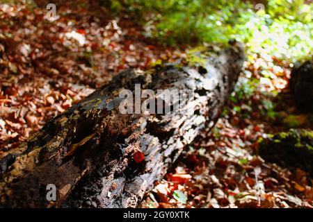 Questa immagine mostra un albero morto e marcio tra foglie e muschio e felci Foto Stock